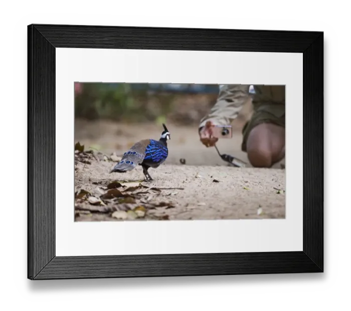 Framed Print : Palawan Peacock-Pheasant Ployplectron napoleonis posing for the camera Puerto Princesa Framed Print : Palawan Peacock-Pheasant Ployplectron napoleonis posing for the camera Puerto Princesa