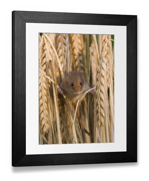 Framed Print : Harvest Mouse Micromys minutus on Barley Norfolk July Framed Print : Harvest Mouse Micromys minutus on Barley Norfolk July