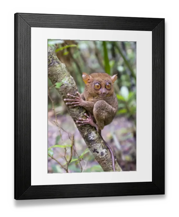 Framed Print : Philippine Tarsier Tarsius syrichta Bohol Philippines Framed Print : Philippine Tarsier Tarsius syrichta Bohol Philippines