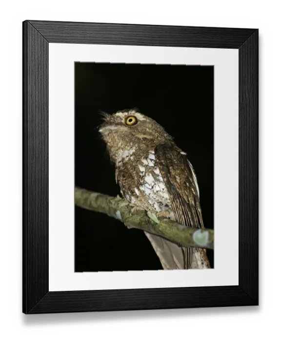 Framed Print : Javan Frogmouth Bratrachostomus javensis Iwahig penal colony Palawan Philippines Framed Print : Javan Frogmouth Bratrachostomus javensis Iwahig penal colony Palawan Philippines