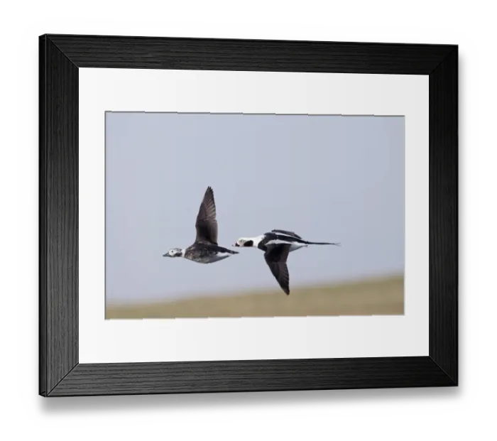 Framed Print : Long-tailed Ducks Clangula hyemalis pair Shetland April Framed Print : Long-tailed Ducks Clangula hyemalis pair Shetland April