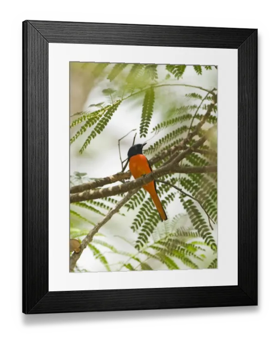 Framed Print : Scarlet Minivet Pericrocotus flammeus Palawan Philippines Framed Print : Scarlet Minivet Pericrocotus flammeus Palawan Philippines