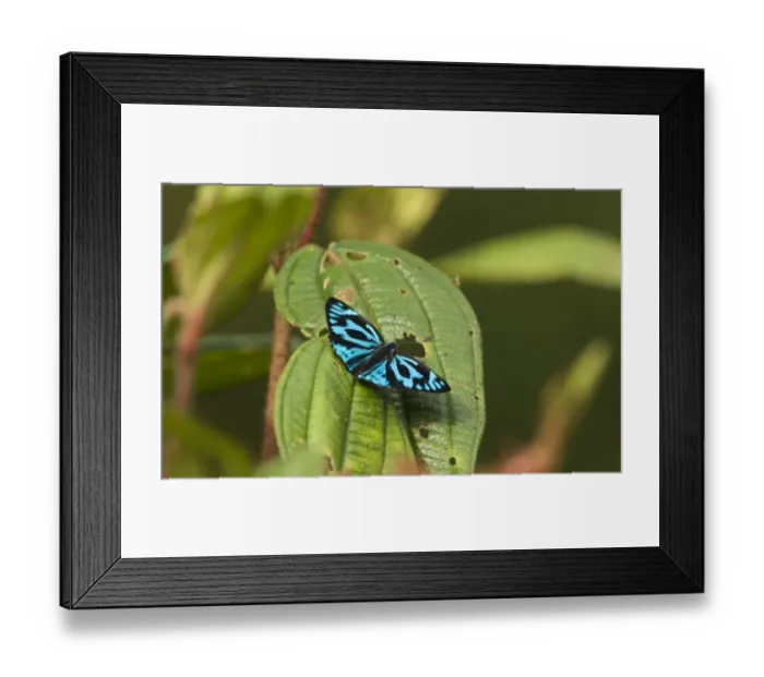 Framed Print : 004622 Framed Print : 004622