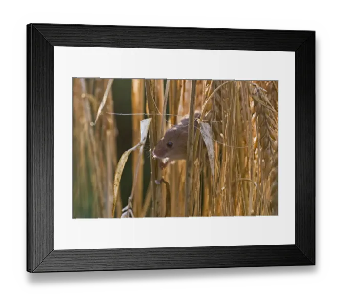 Framed Print : Harvest Mouse Micromys minutus on Barley Norfolk July