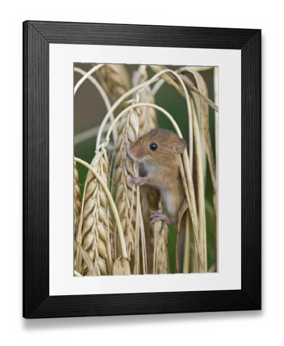 Framed Print : Harvest Mouse Micromys minutus on Barley Norfolk July