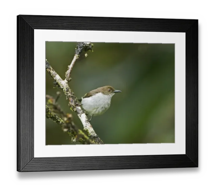 Framed Print : Buzzing Flowerpecker Dicaeum hypoleucum Mt Kitanglad Philippines (endemic) Framed Print : Buzzing Flowerpecker Dicaeum hypoleucum Mt Kitanglad Philippines (endemic)
