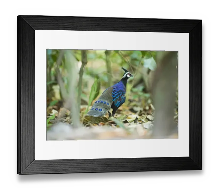 Framed Print : Palawan Peacock-Pheasant Ployplectron napoleonis Puerto Princesa Palawan Philippines