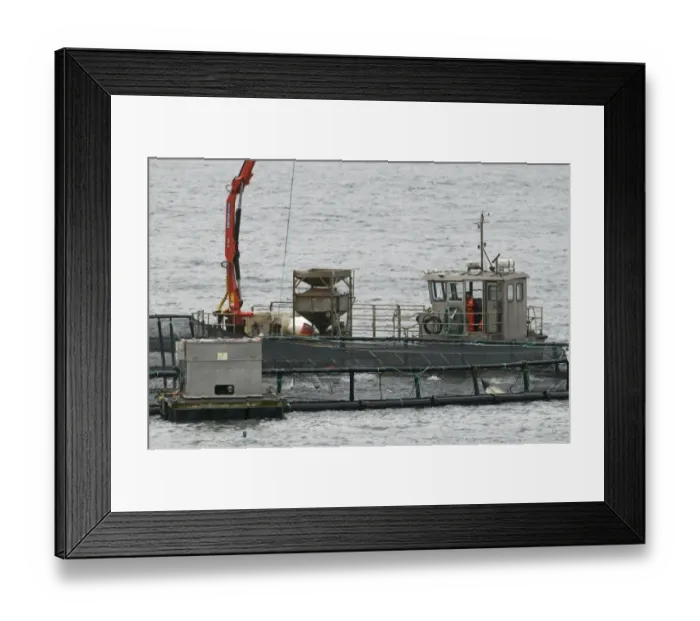 Framed Print : Salmon farming in Shetland Framed Print : Salmon farming in Shetland
