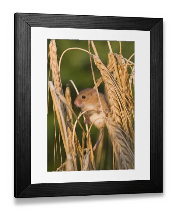 Framed Print : Harvest Mouse Micromys minutus on Barley Norfolk July Framed Print : Harvest Mouse Micromys minutus on Barley Norfolk July