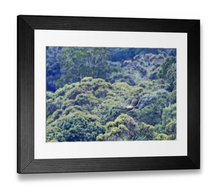 Framed Print : Philippine Eagle Pithecophaga jefferyi over forest on Mt Kitanglad Mindanao Framed Print : Philippine Eagle Pithecophaga jefferyi over forest on Mt Kitanglad Mindanao