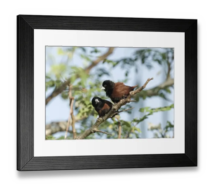Framed Print : Chestnut Munia (Black-headed Munia) Lonochura malacca Palawan Philippines Framed Print : Chestnut Munia (Black-headed Munia) Lonochura malacca Palawan Philippines