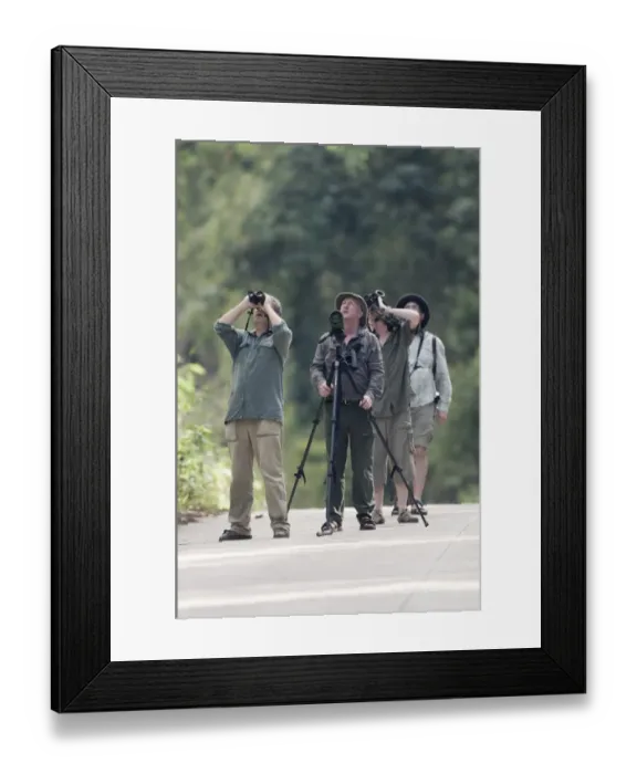 Framed Print : Birding in lowland forest along road close to Sabang on Palawan Philippines Framed Print : Birding in lowland forest along road close to Sabang on Palawan Philippines