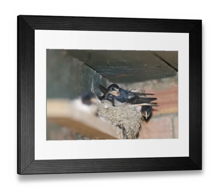 Framed Print : Young Swallows Hirundo rustica about to fledge Norfolk July Framed Print : Young Swallows Hirundo rustica about to fledge Norfolk July