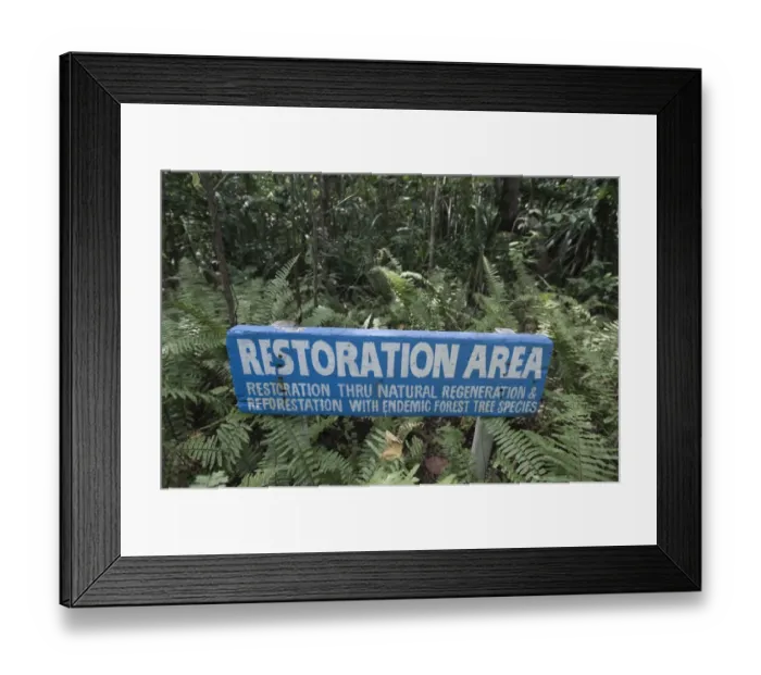 Framed Print : Forest regeneration in Puerto Princesa Subterranean River National Park Nr Sabang Framed Print : Forest regeneration in Puerto Princesa Subterranean River National Park Nr Sabang