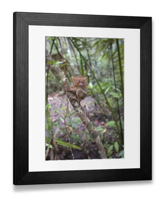 Framed Print : Philippine Tarsier Tarsius syrichta Bohol Philippines