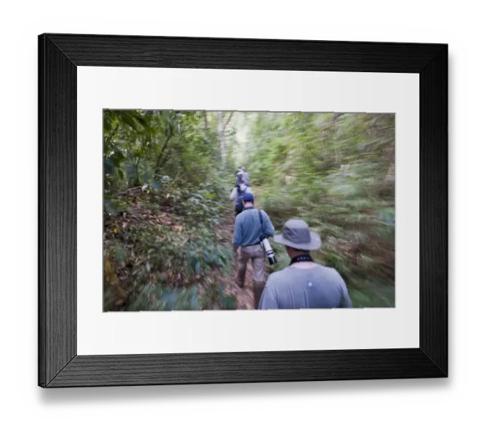 Framed Print : Birding a forest trail on Palawan in Philippines Framed Print : Birding a forest trail on Palawan in Philippines