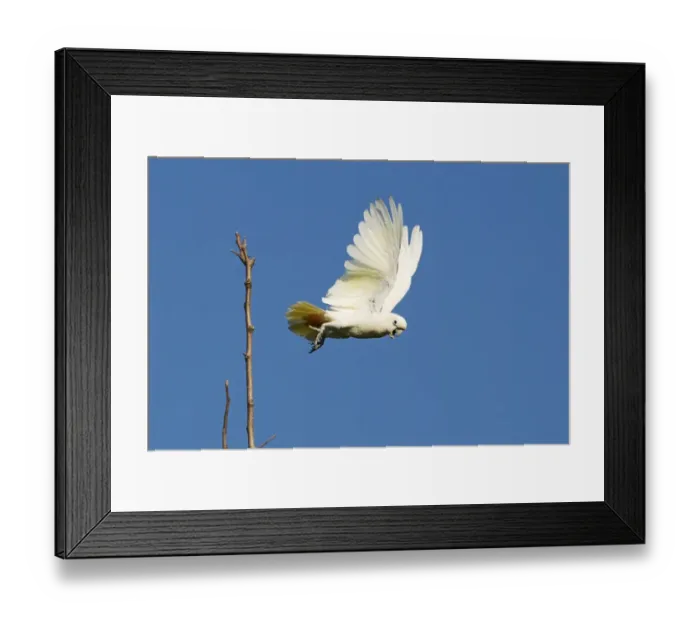 Framed Print : Philippine Cockatoo Cacatua haematuropygia Narra Palawan Philippines Framed Print : Philippine Cockatoo Cacatua haematuropygia Narra Palawan Philippines