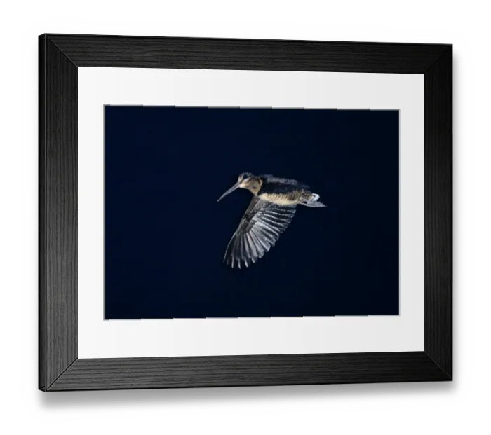 Framed Print : Bukidnon Woodcock Scolopax bukidonensis Mt Kitinglad Mindanao Philippines (Endemic) Framed Print : Bukidnon Woodcock Scolopax bukidonensis Mt Kitinglad Mindanao Philippines (Endemic)