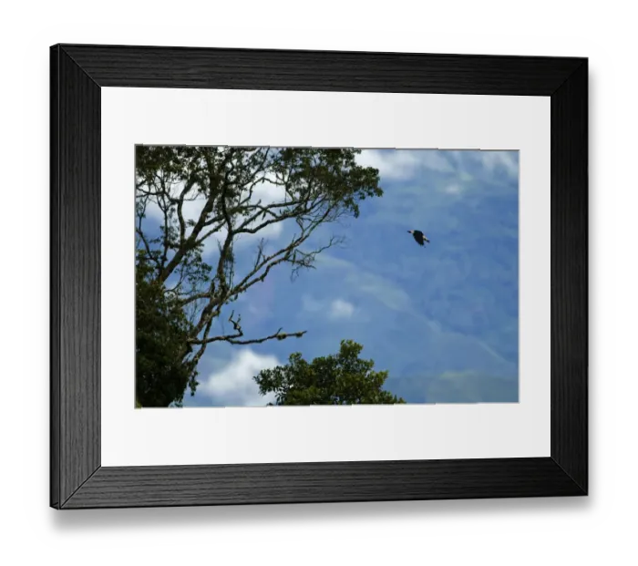 Framed Print : Mindanao Hornbill (Mindanao Tarictic) Penelopides affinis Mt Kitanglad Mindanao Philippines Framed Print : Mindanao Hornbill (Mindanao Tarictic) Penelopides affinis Mt Kitanglad Mindanao Philippines