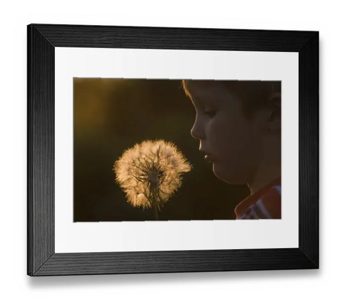 Framed Print : Young boy with seed head Norfolk May Framed Print : Young boy with seed head Norfolk May