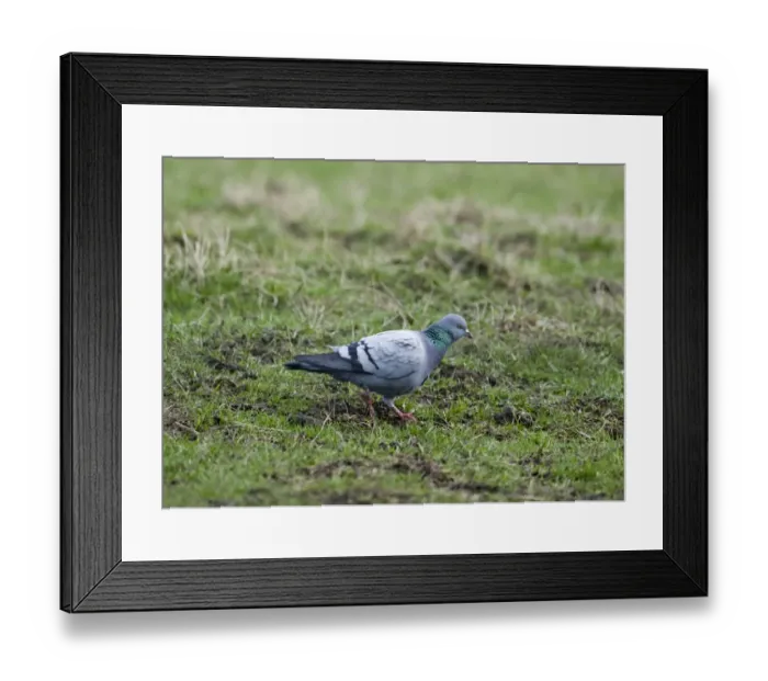 Framed Print : Rock Dove Columba livia Fetlar Shetland Framed Print : Rock Dove Columba livia Fetlar Shetland
