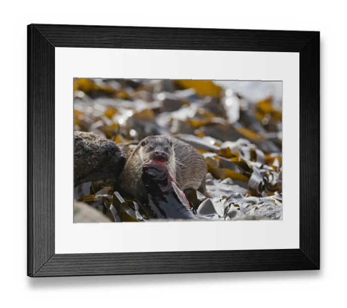 Framed Print : Otter Lutra lutra mother with large lumpsucker Shetland April Framed Print : Otter Lutra lutra mother with large lumpsucker Shetland April