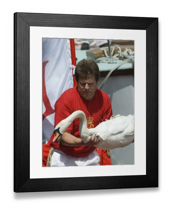 Framed Print : Swan Upping on River Thames at Henley on 22 July 2009 UK Framed Print : Swan Upping on River Thames at Henley on 22 July 2009 UK