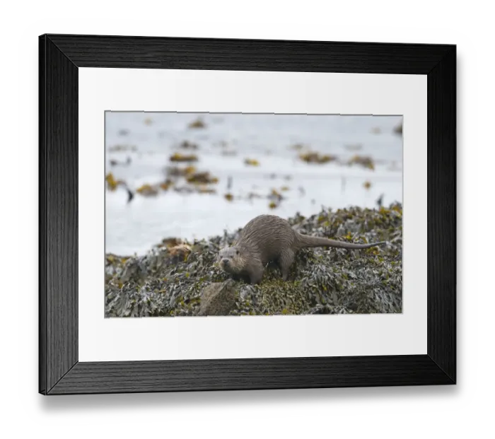 Framed Print : Otter Lutra lutra depositing a scat on shore Shetland April Framed Print : Otter Lutra lutra depositing a scat on shore Shetland April