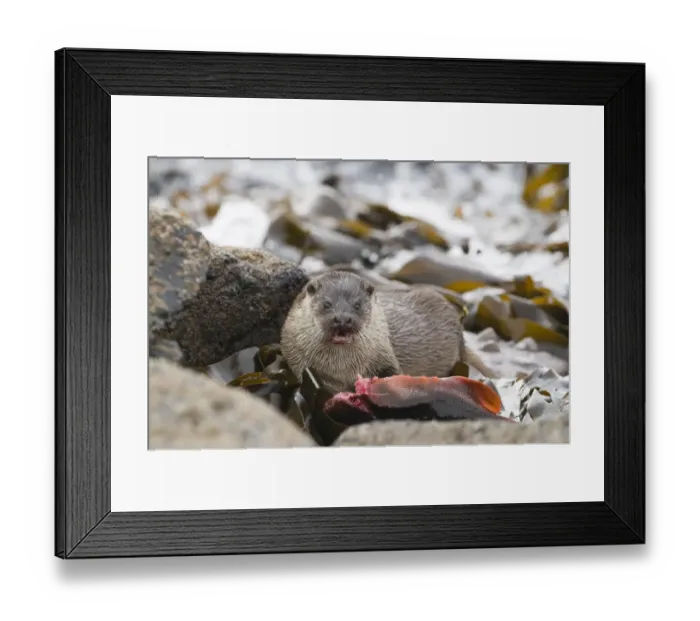 Framed Print : Otter Lutra lutra mother with large lumpsucker Shetland April Framed Print : Otter Lutra lutra mother with large lumpsucker Shetland April