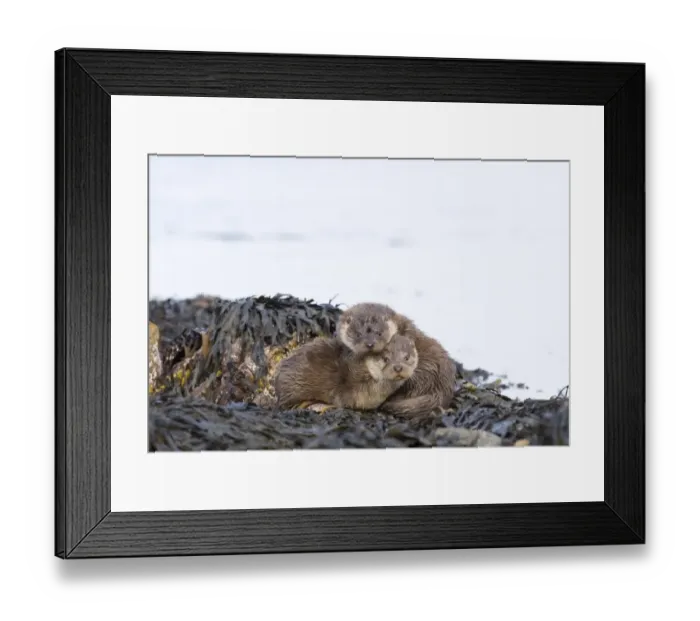 Framed Print : Otter Lutra lutra 3mth old cubs Shetland April Framed Print : Otter Lutra lutra 3mth old cubs Shetland April