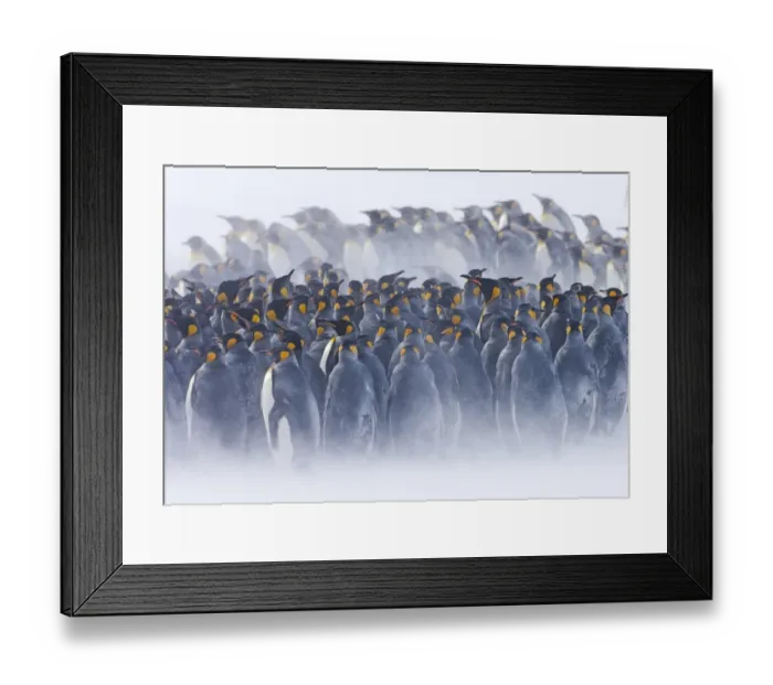 Framed Print : King Penguins Aptenodytes patagonicus huddled together during storm Right Whale Bay Framed Print : King Penguins Aptenodytes patagonicus huddled together during storm Right Whale Bay