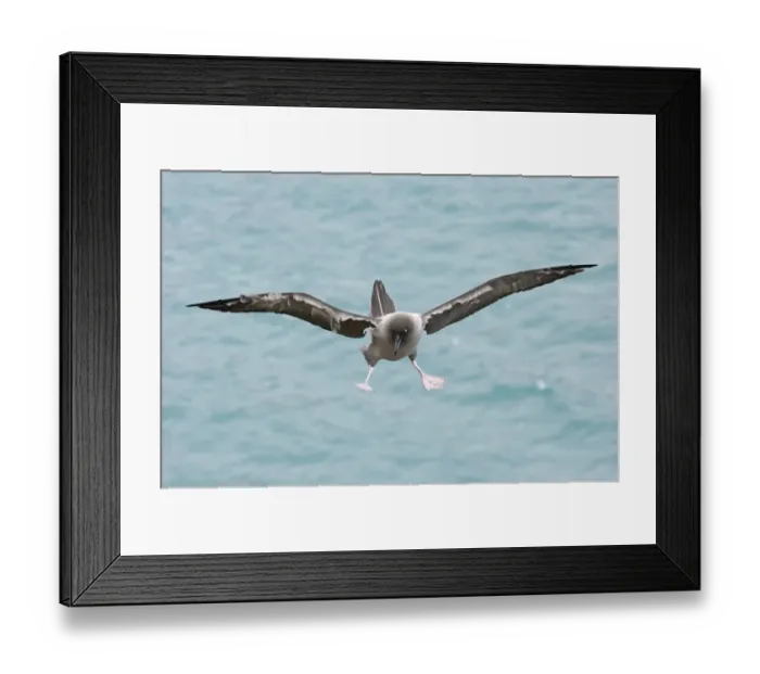 Framed Print : Light-mantled Sooty Albatross Phoebetria palpebrata South Georgia October Framed Print : Light-mantled Sooty Albatross Phoebetria palpebrata South Georgia October