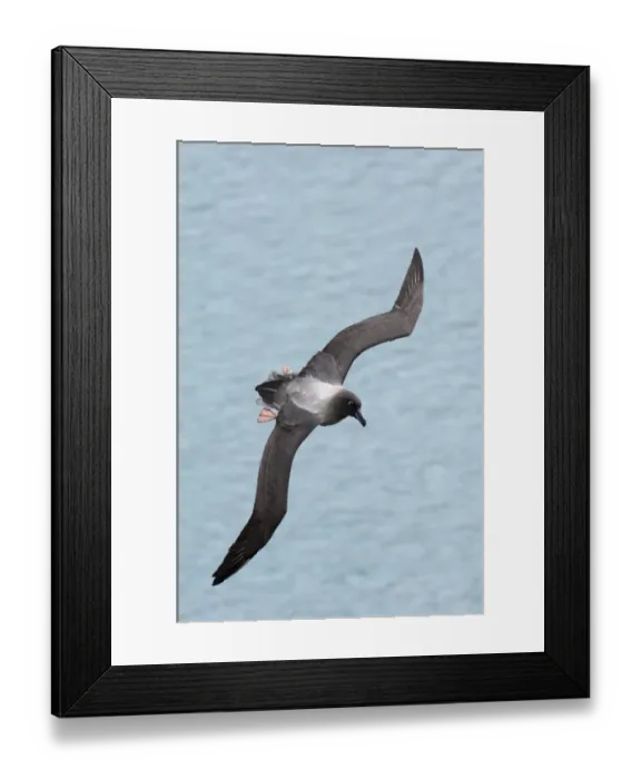 Framed Print : Light-mantled Sooty Albatross Phoebetria palpebrata South Georgia October Framed Print : Light-mantled Sooty Albatross Phoebetria palpebrata South Georgia October