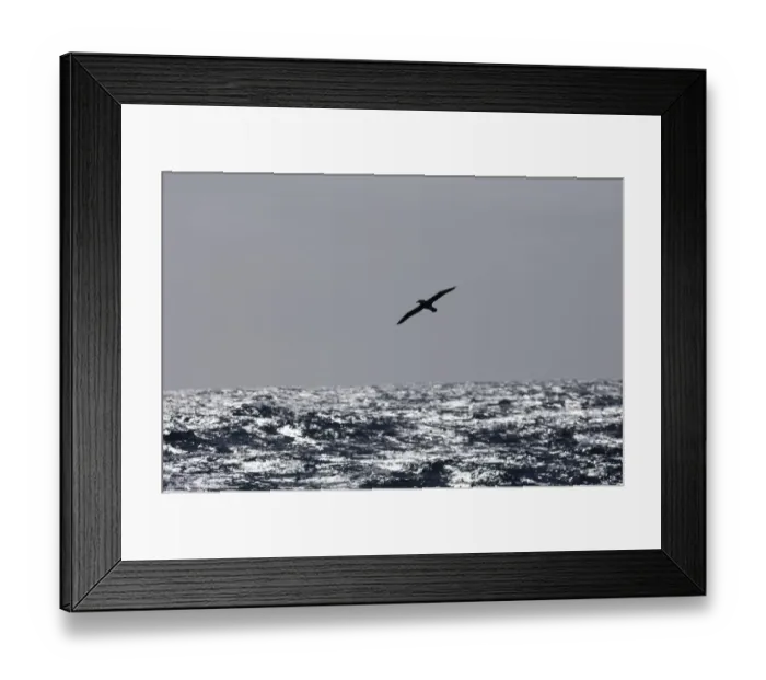 Framed Print : Wandering Albatross Diomedea exulans Southern Ocean nr South Georgia November Framed Print : Wandering Albatross Diomedea exulans Southern Ocean nr South Georgia November