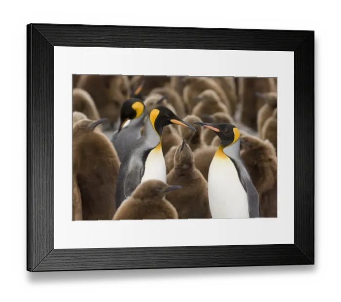 Framed Print : King Penguin Aptenodytes patagonicus family amongst colony Gold Harbour South Georgia Framed Print : King Penguin Aptenodytes patagonicus family amongst colony Gold Harbour South Georgia