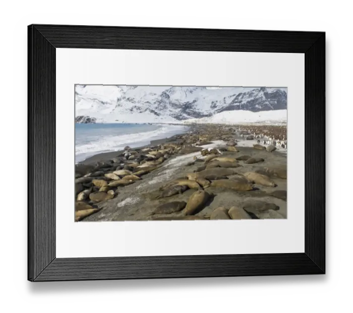 Framed Print : Southern Elephant Seals mirounga leonina on beach at Gold Harbour South Georgia November