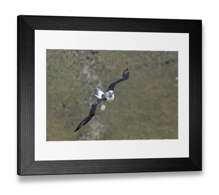 Framed Print : Grey-headed Albatross Thalassarche chrysostoma Southern Ocean off South Georgia October Framed Print : Grey-headed Albatross Thalassarche chrysostoma Southern Ocean off South Georgia October