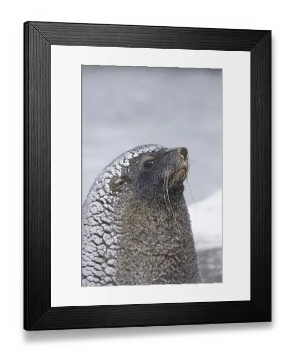Framed Print : Antarctic Fur Seal Arctocephalus gazella South Georgia October Framed Print : Antarctic Fur Seal Arctocephalus gazella South Georgia October