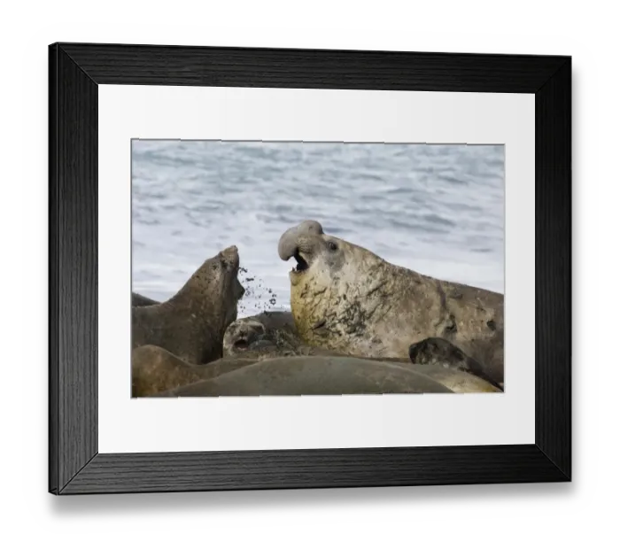 Framed Print : Southern Elephant Seal Mirounga leonina beachmaster bellowing to warn rival males Framed Print : Southern Elephant Seal Mirounga leonina beachmaster bellowing to warn rival males