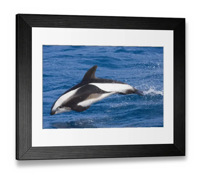 Framed Print : Hourglass Dolphin Lagenorhynchus cruciger Southern Ocean (nrs Georgia) November Framed Print : Hourglass Dolphin Lagenorhynchus cruciger Southern Ocean (nrs Georgia) November