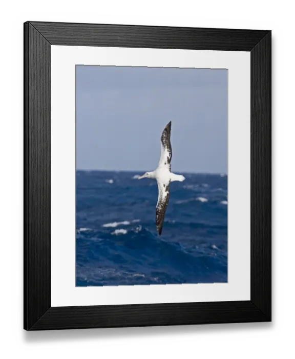 Framed Print : Wandering Albatross Diomedea exulans Southern Ocean nr South Georgia November