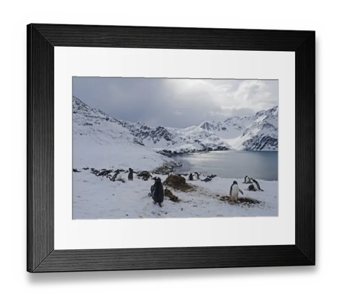 Framed Print : Gentoo Penguins Pygoscelis papua Half Moon Island Antarctica