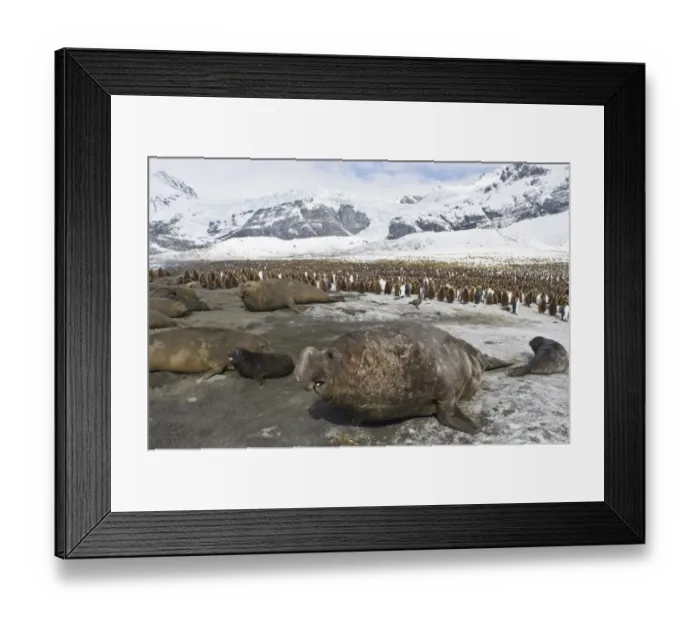 Framed Print : Southern Elephant Seals Mirounga leonina and King Penguin Aptenodytes patagonicus