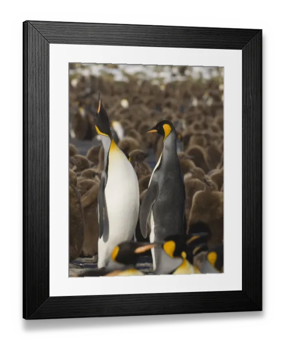 Framed Print : King Penguin Aptenodytes patagonicus pair in courtship display Gold Harbour South Framed Print : King Penguin Aptenodytes patagonicus pair in courtship display Gold Harbour South