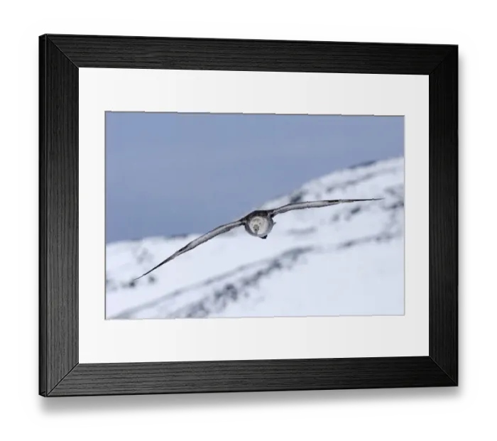 Framed Print : Southern Giant Petrel Macronectes giganteus Half Moon Island Antarctica Framed Print : Southern Giant Petrel Macronectes giganteus Half Moon Island Antarctica