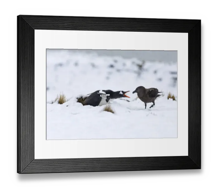 Framed Print : Gentoo Penguin Pygoscelis papua guarding nest from Brown Skua Half Moon Island Antarctica Framed Print : Gentoo Penguin Pygoscelis papua guarding nest from Brown Skua Half Moon Island Antarctica