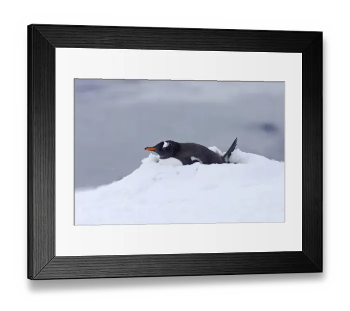 Framed Print : Gentoo Penguin Pygoscelis papua on nest Half Moon Island Antarctica Framed Print : Gentoo Penguin Pygoscelis papua on nest Half Moon Island Antarctica