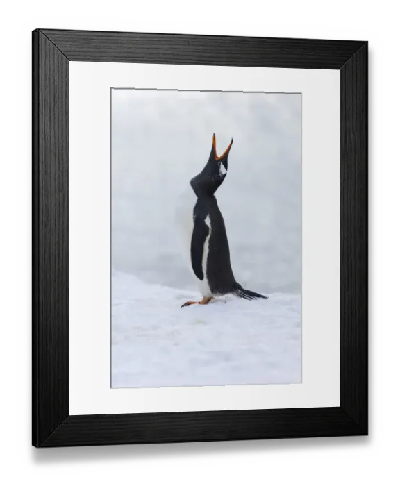 Framed Print : Gentoo Penguin Pygoscelis papua displaying Half Moon Island Antarctica Framed Print : Gentoo Penguin Pygoscelis papua displaying Half Moon Island Antarctica