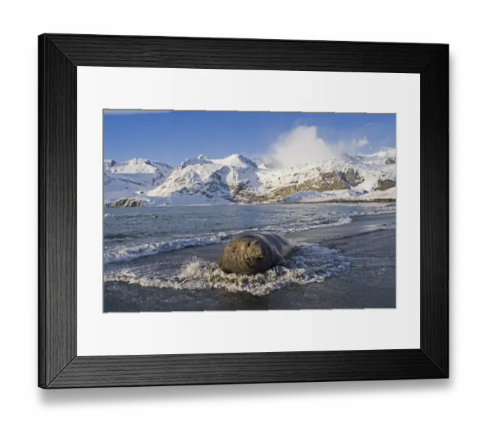 Framed Print : Southern Elephant Seal bull Mirounga leonina on beach at Gold Harbour South Georgia Framed Print : Southern Elephant Seal bull Mirounga leonina on beach at Gold Harbour South Georgia