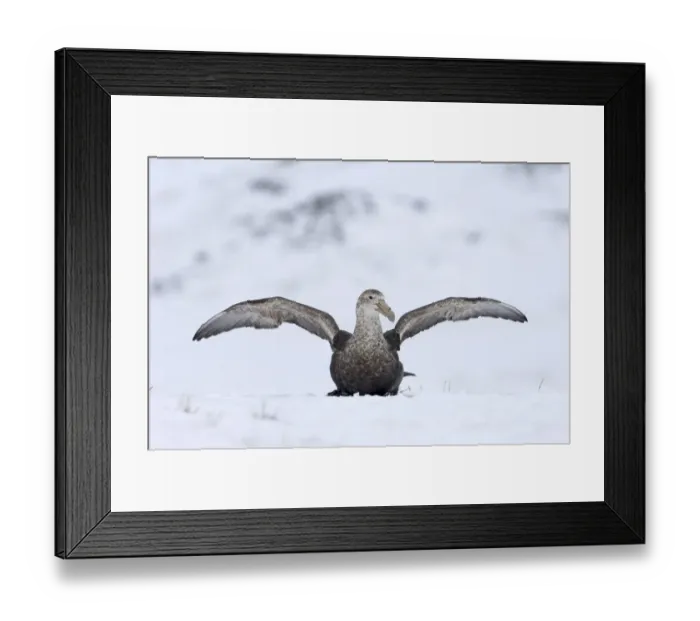 Framed Print : Southern Giant Petrel Macronectes giganteus Half Moon Island Antarctica Framed Print : Southern Giant Petrel Macronectes giganteus Half Moon Island Antarctica